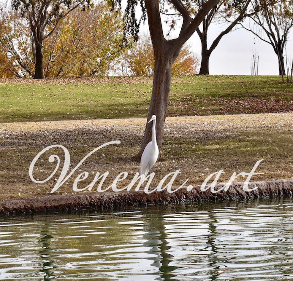 Great Egret By The&nbsp;Water